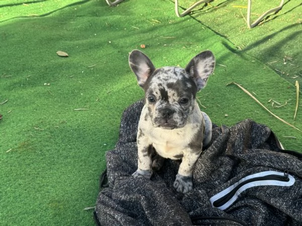 bulldog francese | Foto 0