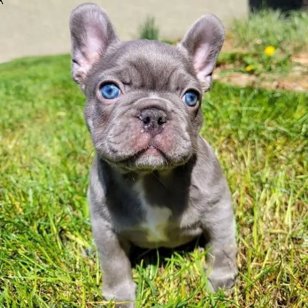 regalo simpatici cuccioli di bulldog francese maschio