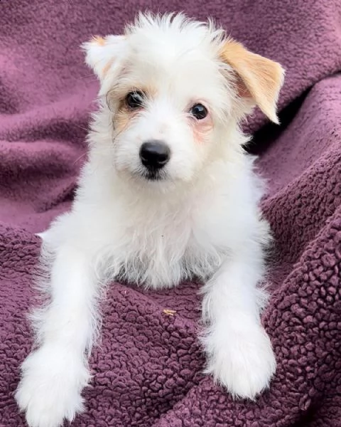 regalo  cucciolo di mix havanese, maltese e pomsky da privato