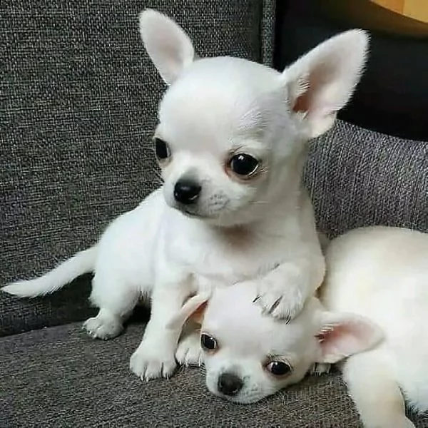 regalo 13 cuccioli di chihuahua smart