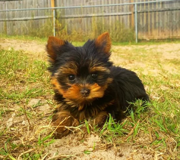 2regalo piccola yorkie  cuccioli