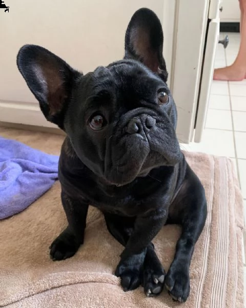 regalo cucciolo di bulldog francese..... | Foto 0