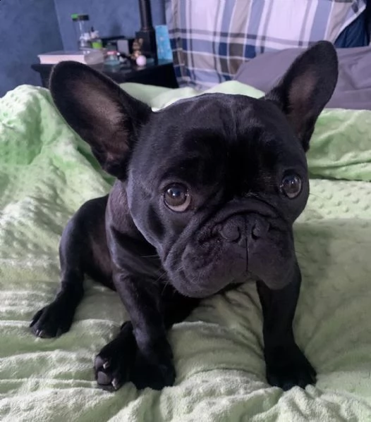 regalo cucciolo di bulldog francese,,,,