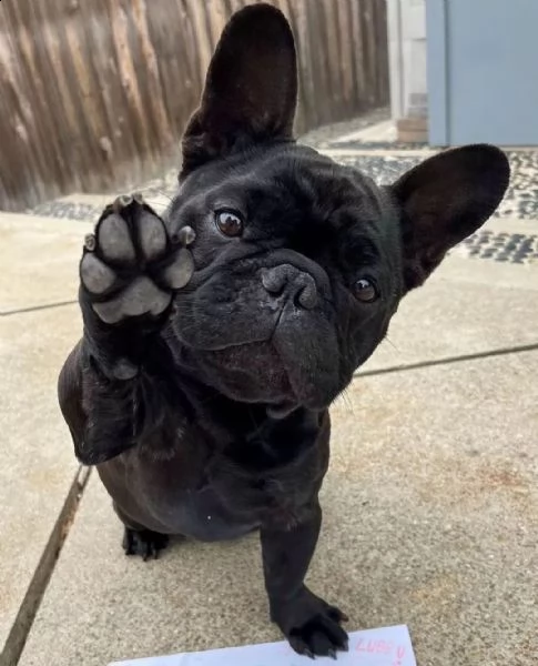 regalo cucciolo di bulldog francese[]