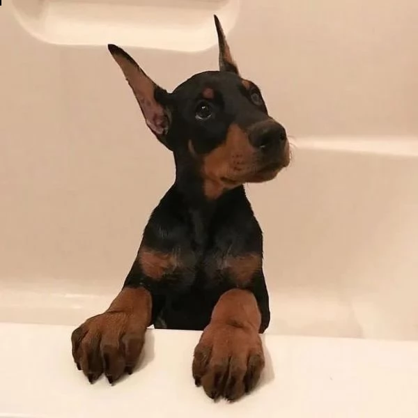  pinschers cucciolo regalo..... | Foto 0