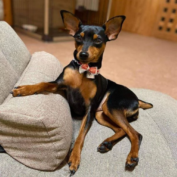 pinschers cucciolo regalo......