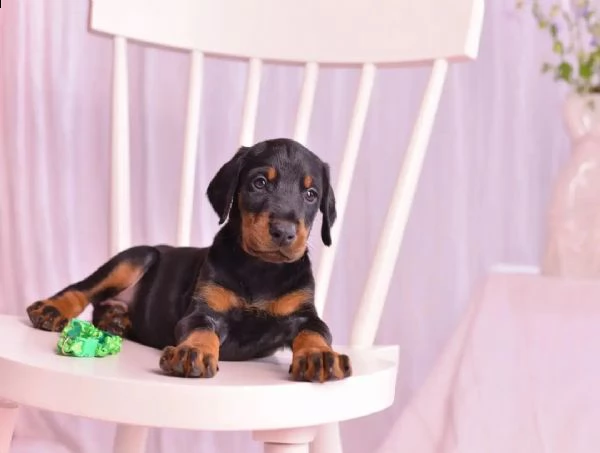 pinschers cucciolo regalo[][]