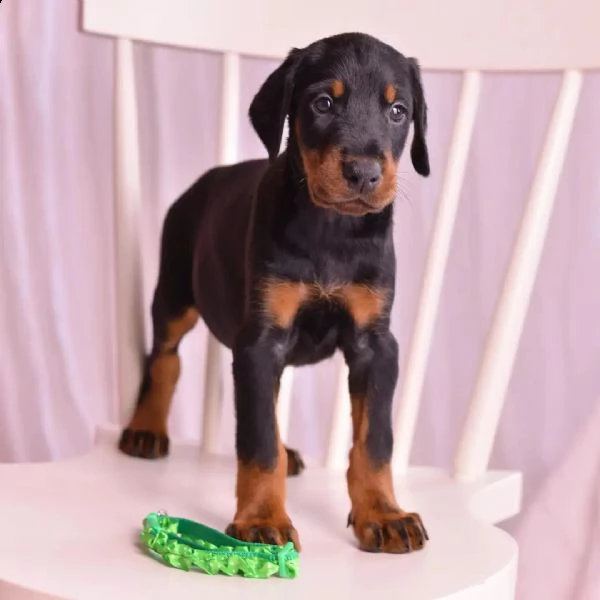 pinschers cucciolo regalo[][] | Foto 0