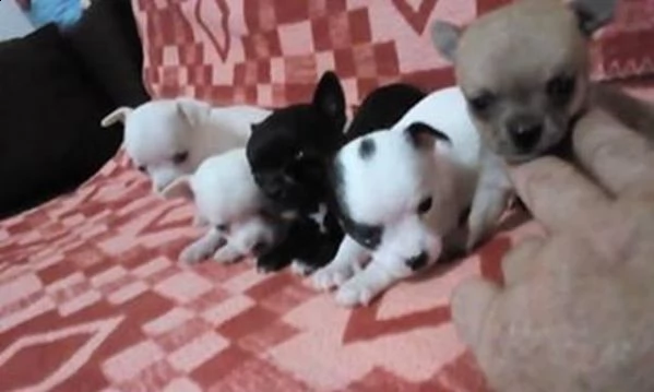 cuccioli di chihuahua per re-homing | Foto 0