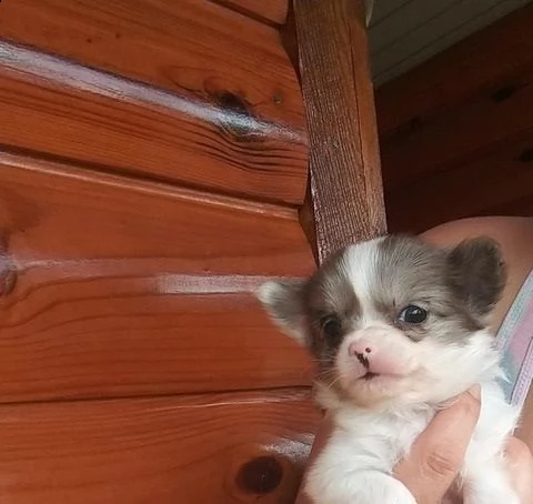 cuccioli di chihuahua per re-homing