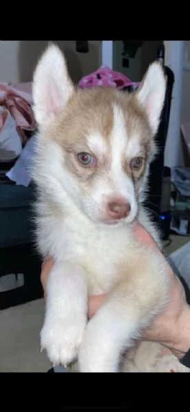 cuccioli di husky siberiano di razza pura