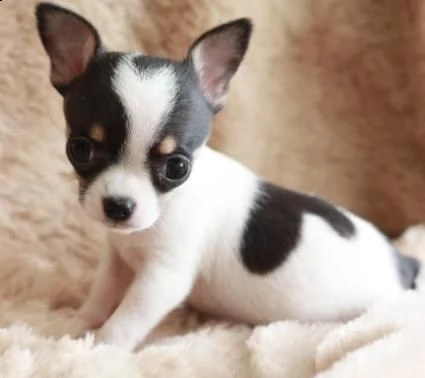 regalo cuccioli dolce e bella chihuahua toy stiamo dando questi nostri cuccioli sani maschi e femmin