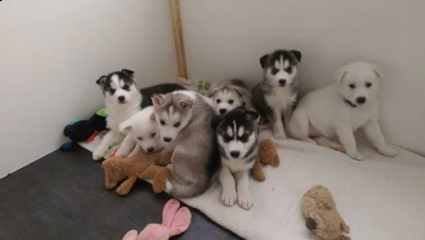 regalo cuccioli di husky siberiano  maschi e femmina.  