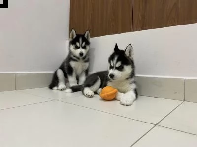 regalo cuccioli di siberian husky 