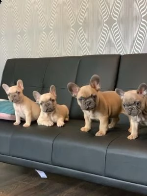 regalo....cucciolata di bouledogue francese
