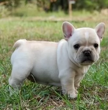 regalo disponibili cuccioli di bouledogue francese!!