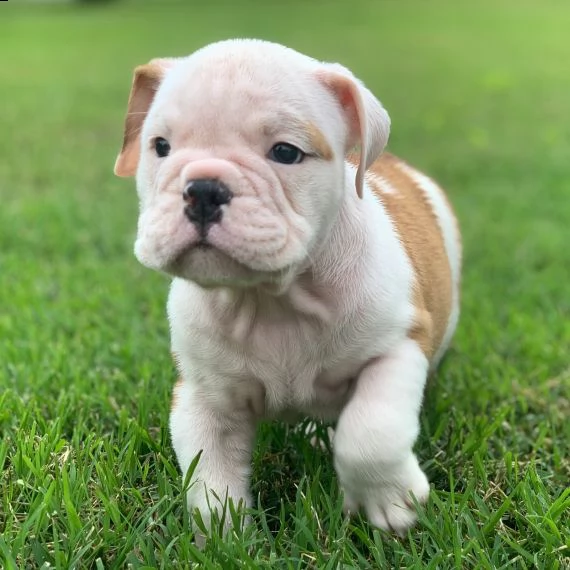 regarlo bulldog inglese cuccioli