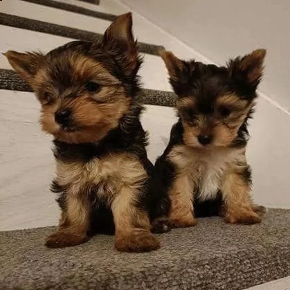 teacup cuccioli di yorkie (+393509706299)