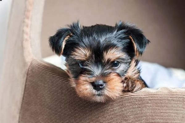 !! disponibili cuccioli di yorkie **