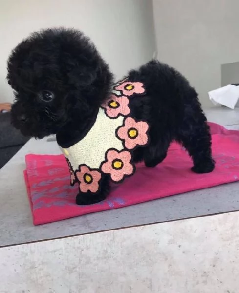 regalo cuccioli di barboncino nero di volontier