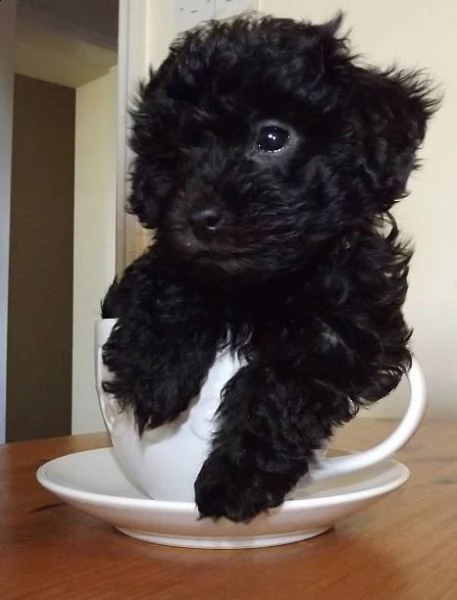 regalo cuccioli di barboncino nero da privato