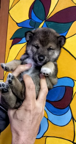 Cuccioli shiba inu pedigree Enci  | Foto 4