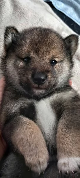 Cuccioli shiba inu pedigree Enci  | Foto 3