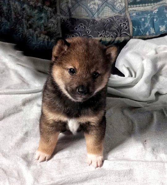 Cuccioli shiba inu pedigree Enci 