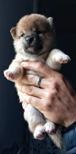 Cuccioli shiba inu pedigree Enci  | Foto 0