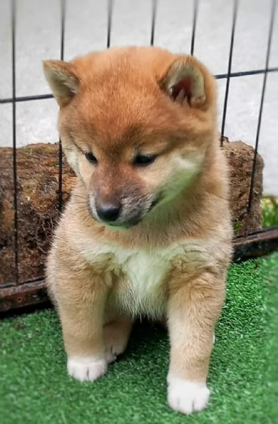 Cucciola shiba inu  rossa pedigree  | Foto 1