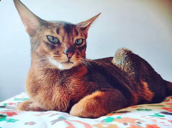  regalo adorabili gatto american curl femminucce e maschietti gratuita i cuccioli sono vaccinati sve