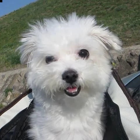 regalo maltese mini toy disponibile’mmmm
