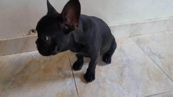 regalo bouledogue francese | Foto 0