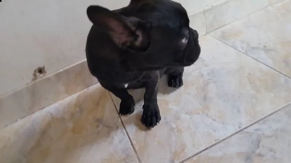 regalo bouledogue francese