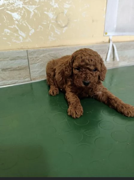 regalo barboncino toy disponibile &&&&&