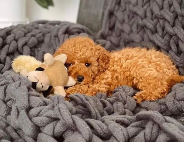 regalo barboncino toy disponibili ✓✓✓✓ | Foto 0