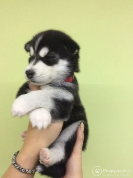 cuccioli di husky siberiano di razza pura | Foto 0