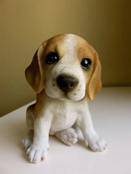 regalo beagle meravigliosi cuccioli di beagle ottima genealogia, gia vaccinati, sverminati e microch