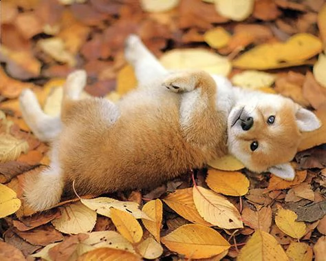 regalo akita inu cuccioli maschio e femmina disponibili cuccioli , ottima genealogia, caratteri sple