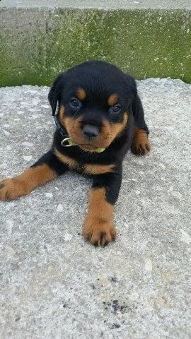 regalo rottweiler cuccioli (maschio e femmina) bellissimo cuccioli di rottweiler (maschio e femmina)