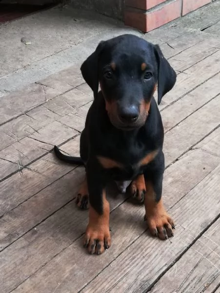 cuccioli di doberman eccezionali | Foto 1
