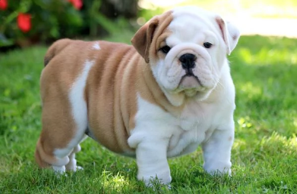 cuccioli di bulldog inglese maschio e femmina in cerca di una nuova casa