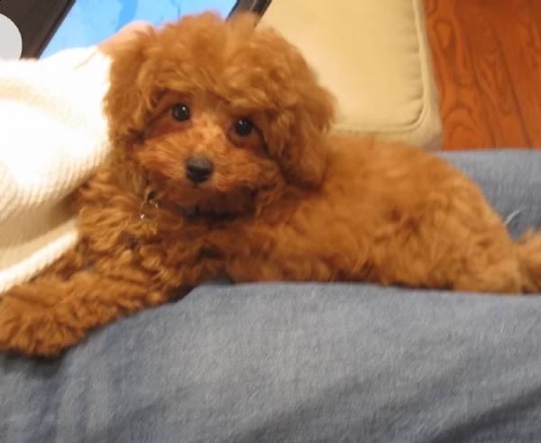 molto urgent regalo barboncino toy,,,,, | Foto 0