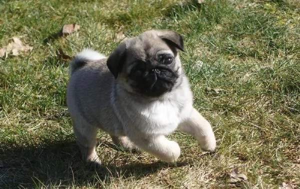 bellissimi cuccioli di carlino | Foto 5