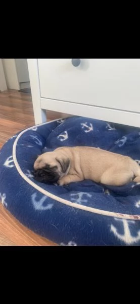 bellissimi cuccioli di carlino | Foto 1