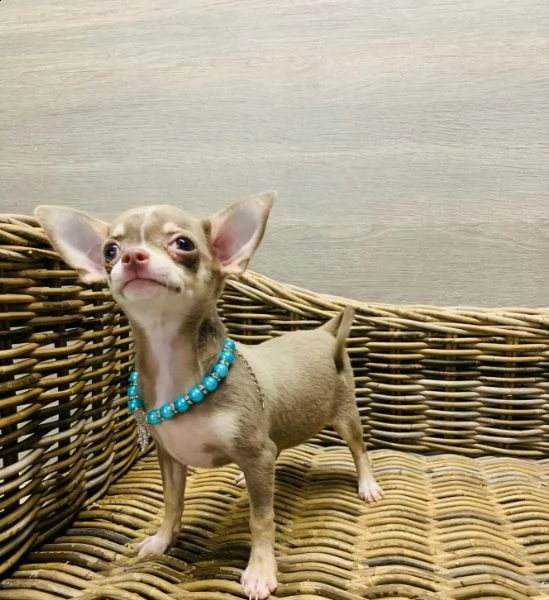 cuccioli di chihuahua per re-homing
