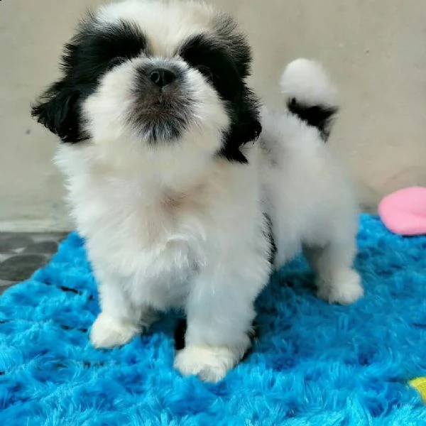 i cuccioli sono disponibili in loco ora