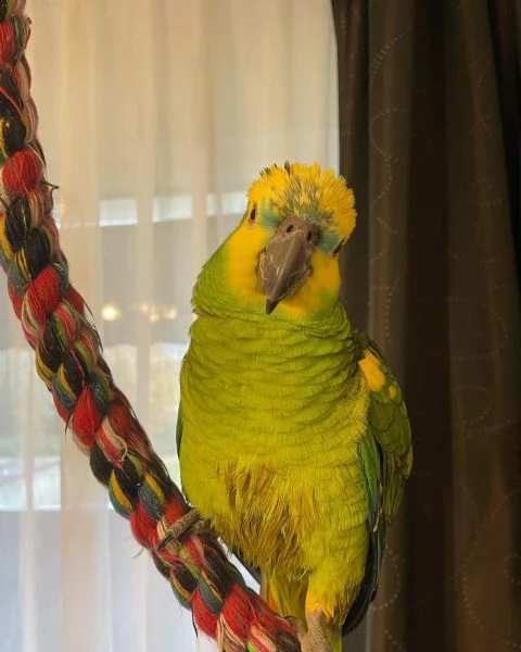 in adozione per chi fosse interessato