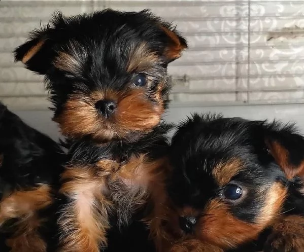 piccoli cuccioli maschi di yorkie (+393509706299)