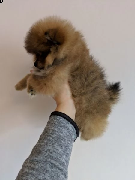 vendo cuccioli di pomerania teacup. | Foto 0